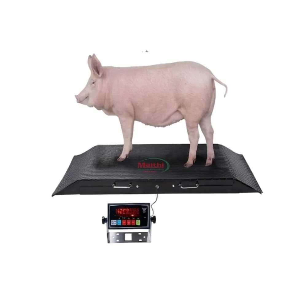MT-WA01T - Heo đứng trên sàn cân 1,2m với 2 dốc lên xuống